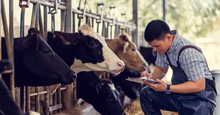 Livestock Career Program in Germany for Skilled Workers