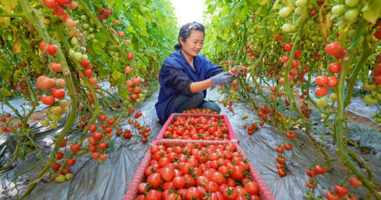 Tomato Picking500+Jobs Dec Canada 2025