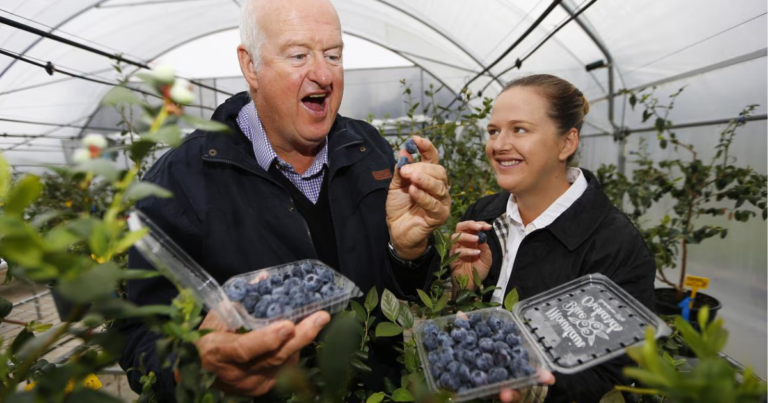 Blueberry Picking Jobs in Canada