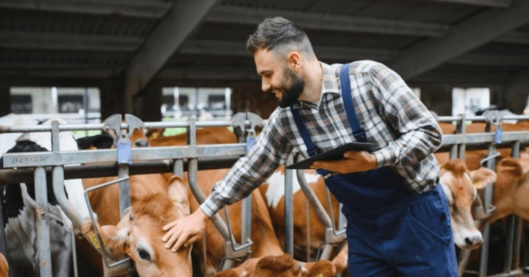 Dairy Farming Jobs in Canada Complete Guide