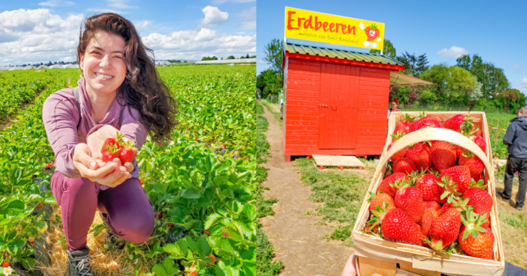 Fruit and Vegetable Picking in Germany  Complete Guide
