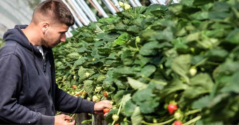 Career Opportunities for Fruit and Vegetable Pickers in Sweden