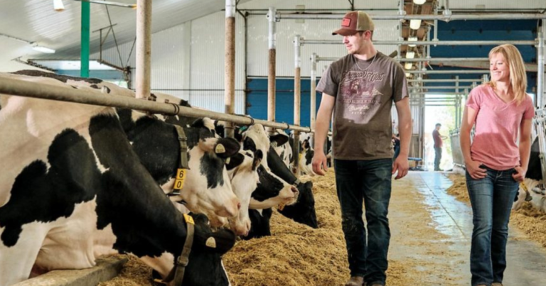 Dairy Farm Employment Opportunities in Canada