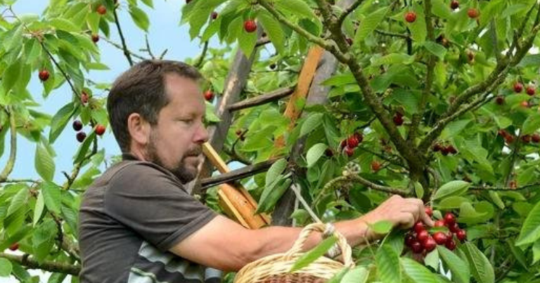 Career Opportunities for Fruit and Vegetable Pickers in France