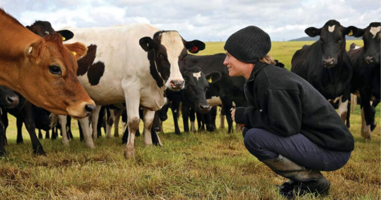 Dairy Farm Employment Opportunities in New Zealand